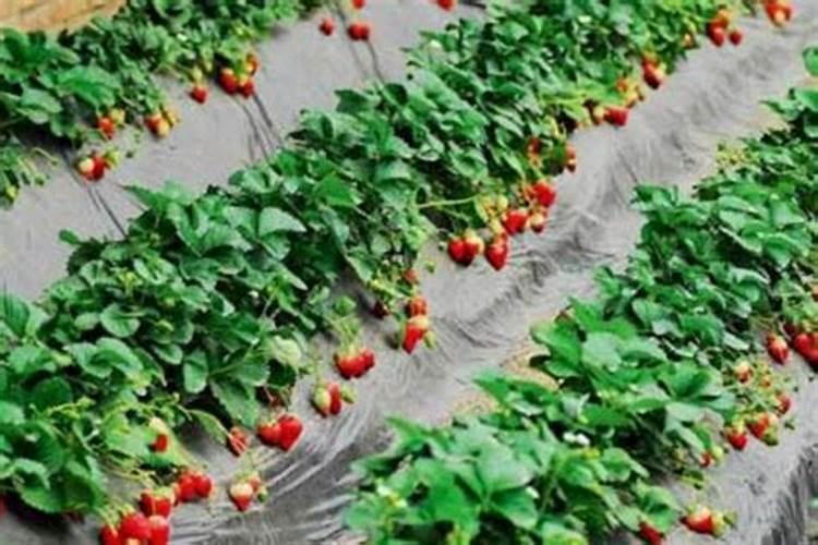 家里土灶烧柴剩下的火灰可以当肥料吗