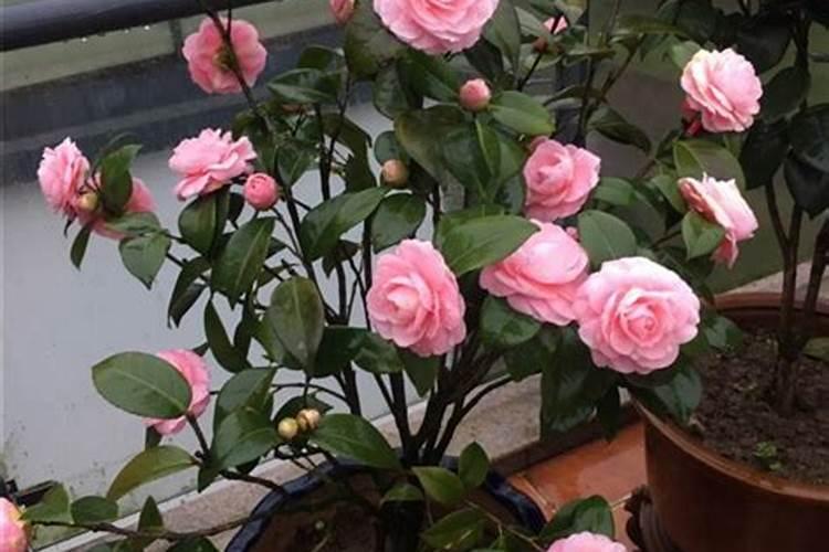 太阳花能用营养土种吗