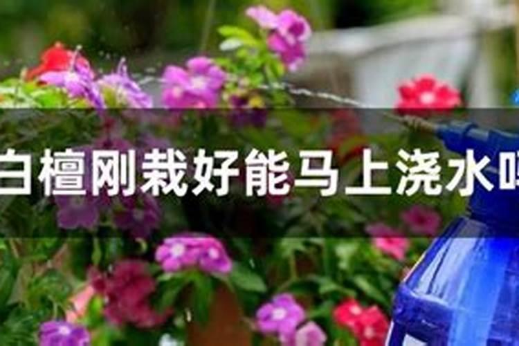 给花施什么肥料最好  给花施肥后需要马上浇水吗