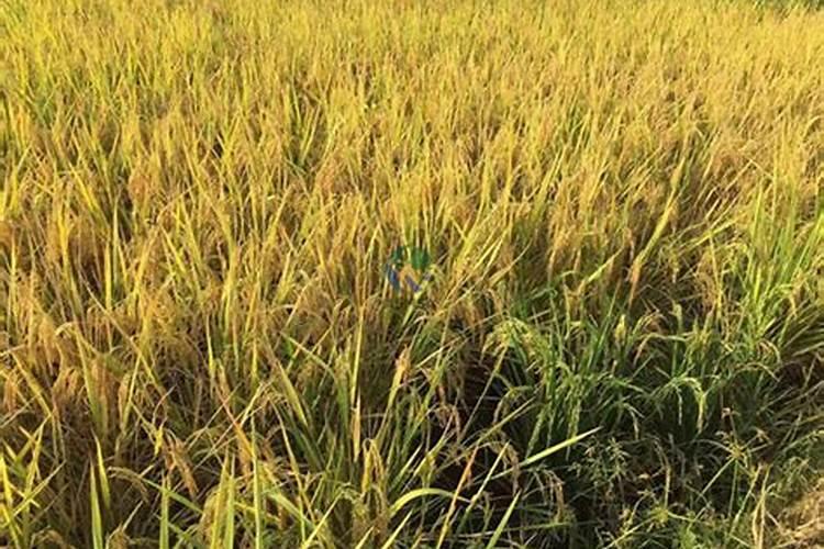 大量元素水溶肥执行标准