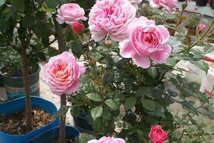 多肉需要氮磷钾肥吗(多肉可以用磷肥吗)