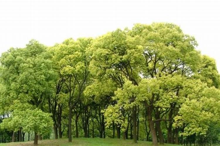 有机肥料的种类及特点