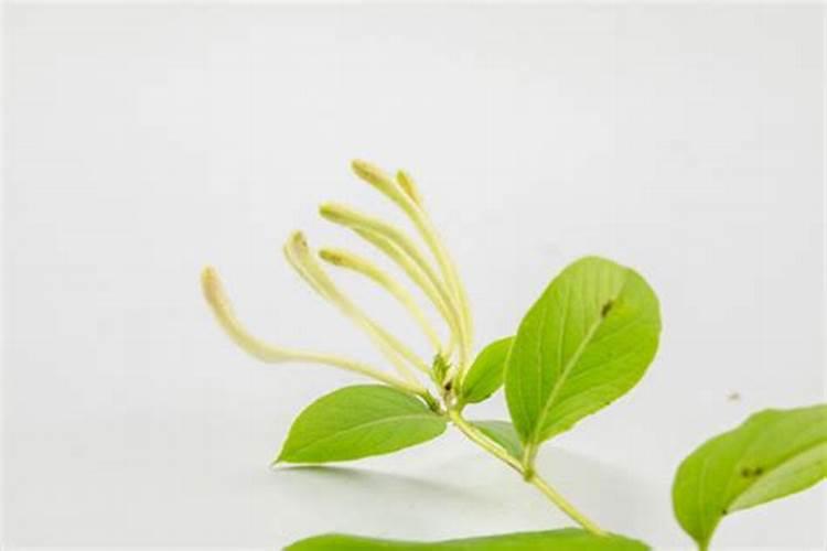 金银花加肥加重了死了怎么办