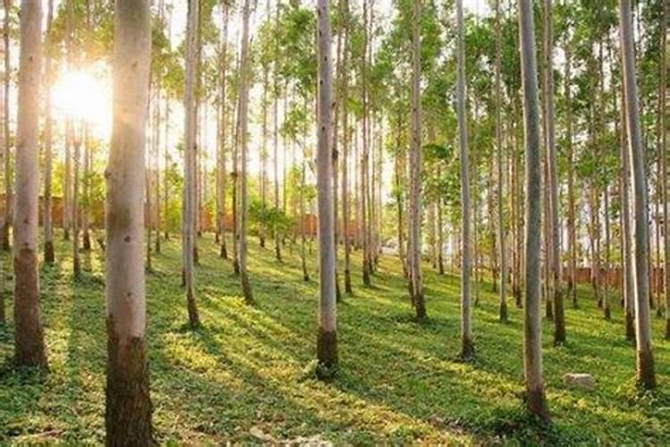 怎样给有花苞的杜鹃施肥