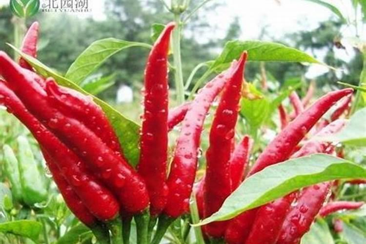 发财树一个月浇一次水可以吗