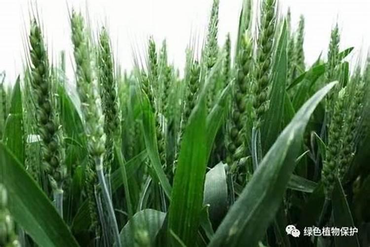 茶花叶子都下垂了是不是根系出了问题