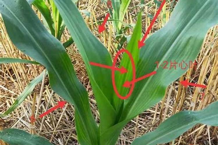 玉米叶面肥几个叶打最好？