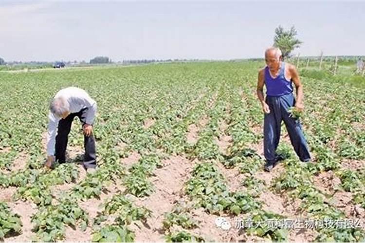 化肥怎么生产出来的