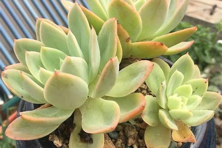 水溶肥化水出现大量泡沫是怎么回事