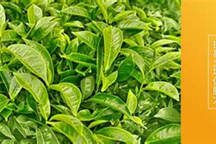 茶叶基肥用什么肥料好(基肥施用方法)
