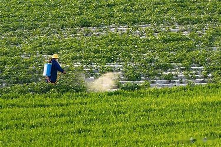 玉米叶面肥的最佳配方