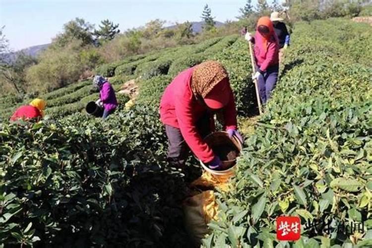 茶叶如何施肥