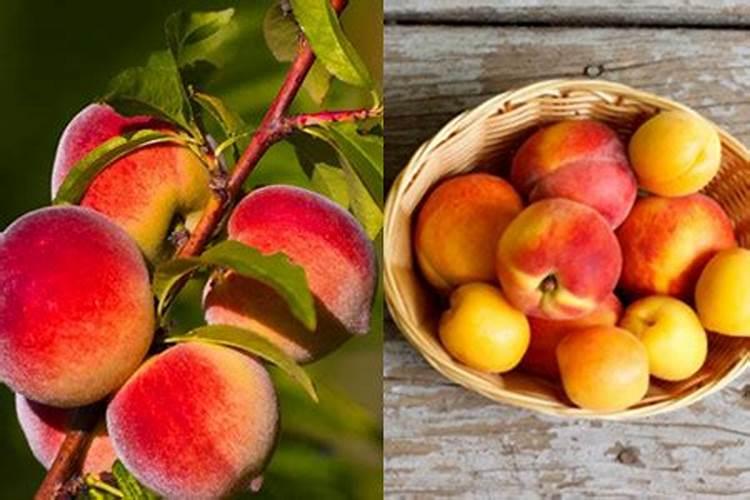 苹果和桃子到了膨大期该施什么化肥？