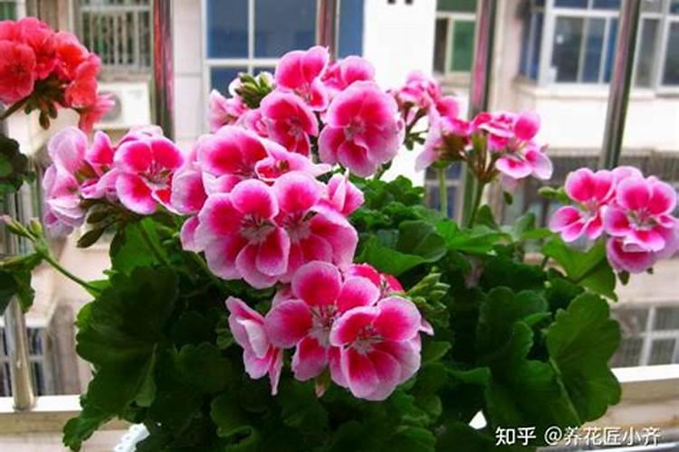 大花天竺葵用什么肥