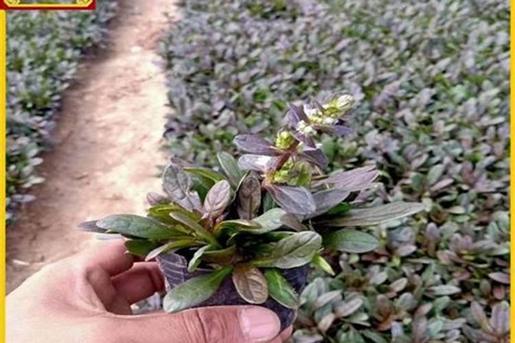 黄芩用什么除草剂