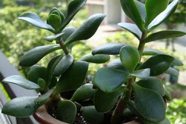 大元素水溶肥和复合肥能同时用吗