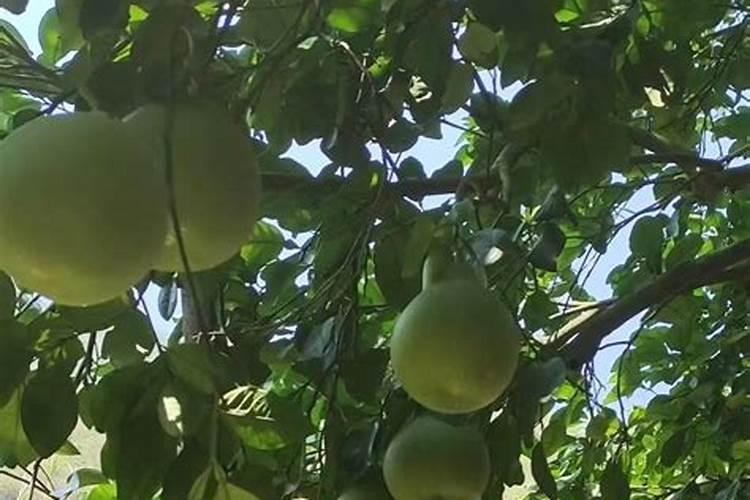 春季月季的养护管理方法做好3点整年花开不断