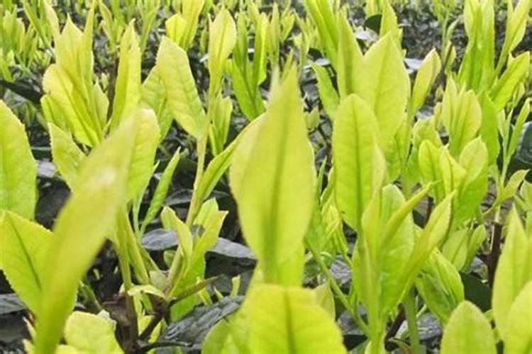 茶花带苞如何喷施叶面肥