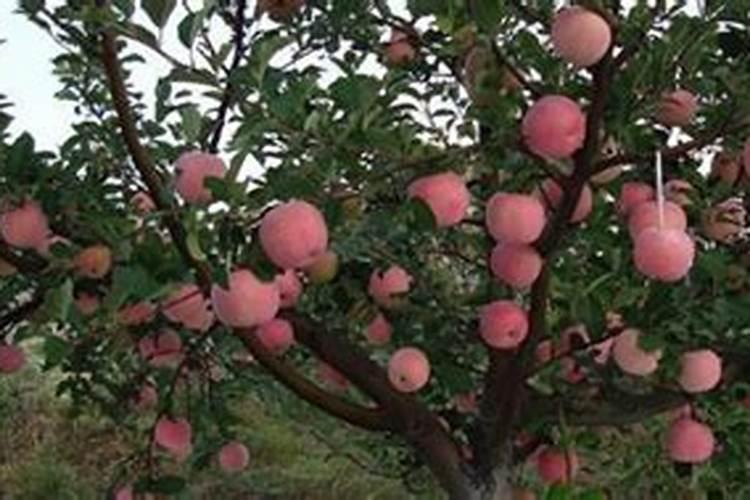 揭秘马蹄丰产方法