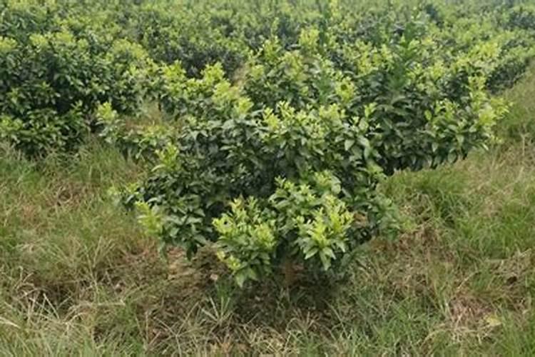 果树能用氯化钾肥料吗 有哪些优缺点