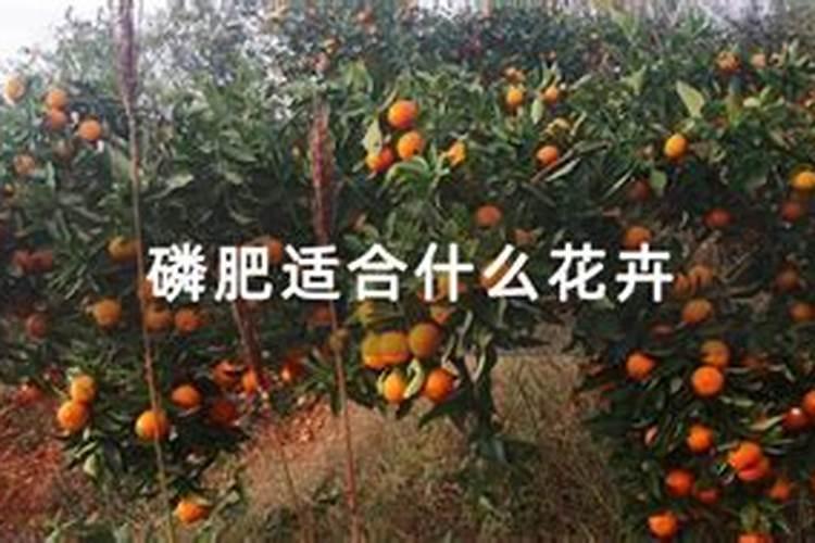 哪些花卉用磷肥