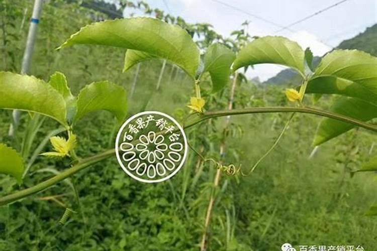 月季开花用什么肥