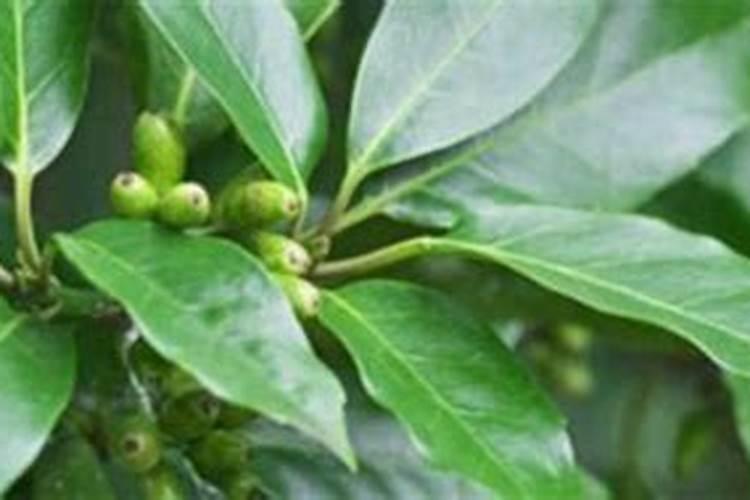 月季开花的时候可以施什么肥