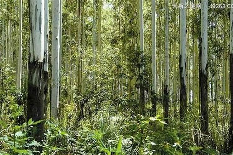 果冻蜡(一种新型蜡烛制作材料)