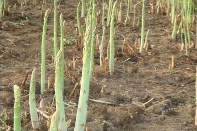 青花椒和红花椒的用法