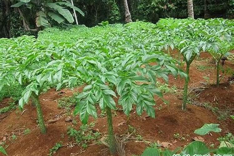 贵州二代白魔芋种植施肥技术