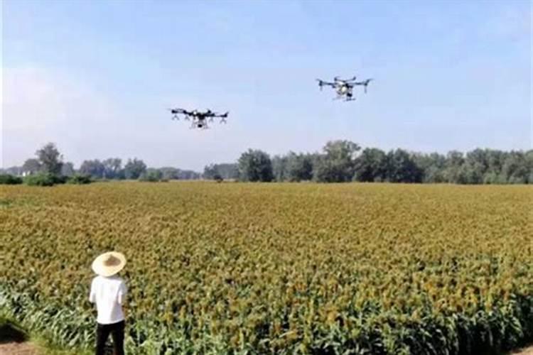 杏树在春天什么时候浇水