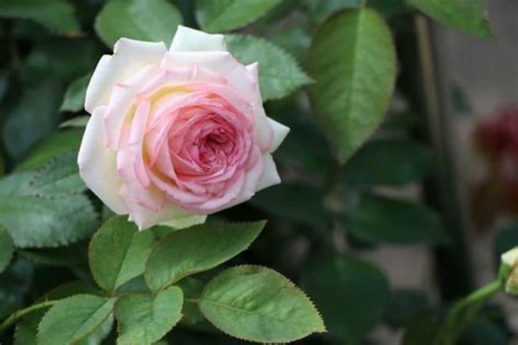 农业生产中铵态氮肥为什么不可与碱性物质混用