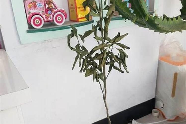 黄腐酸钾和矿源黄腐酸钾区别