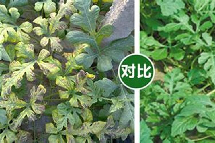 西瓜苗期用什么肥料好 西瓜苗怎么养作果多