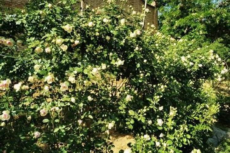 兰花9月份开花是什么兰