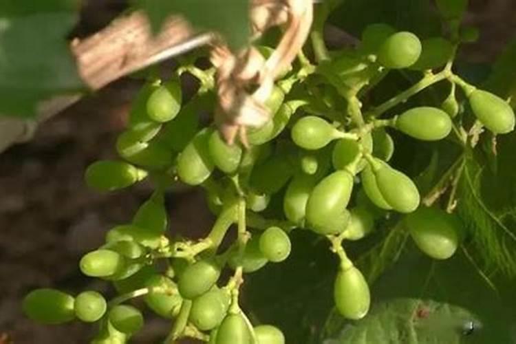 豆角黄叶病用什么药打好 打药后多久可以吃