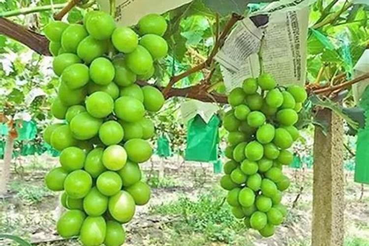 自制磷钾肥最简单的方法