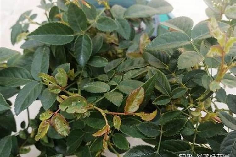 大棚钢管生产厂家