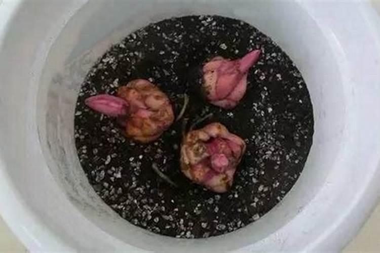 核桃树用硫酸钾复合肥还是用氯化钾复合肥？