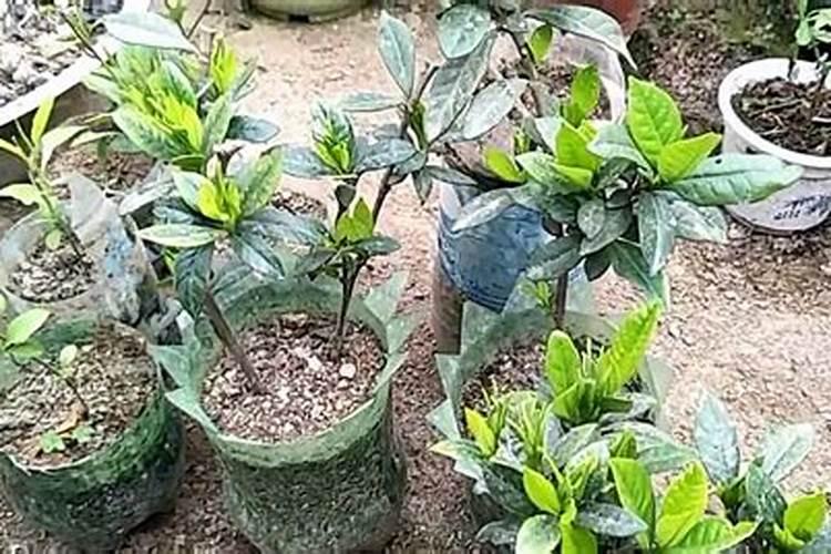 从四川攀枝花,快递,20斤水果,到四川自贡,快递费是多少钱？