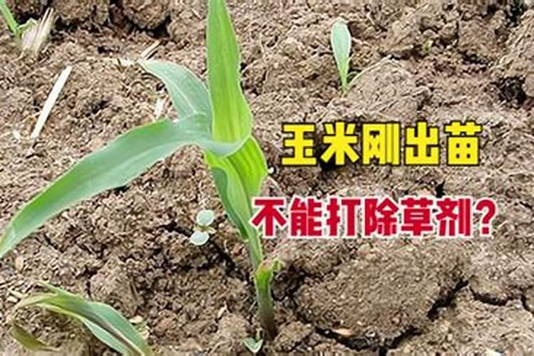 玉米幼苗能打芸苔素吗