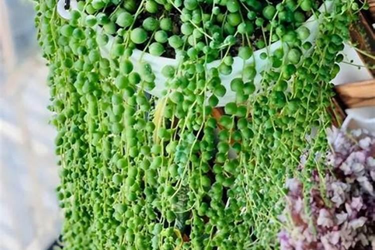 了解不同作物对中微量元素的敏感性,实现精准、科学施肥!