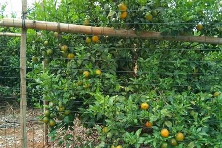 柑橘采收前如何浇水施肥 柑橘施肥哪些是要注意的