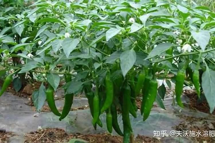 辣椒用什么叶面肥高产,不同的生长阶段所需肥不同