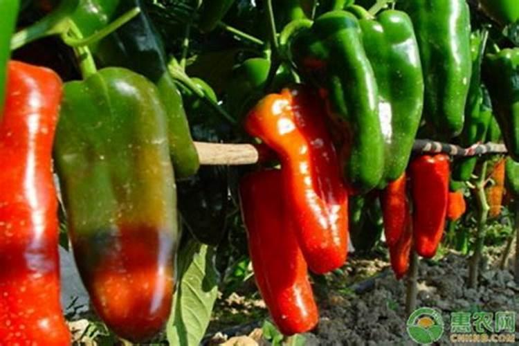 辣椒用哪种水溶肥效果好？辣椒用什么叶面肥效果好？