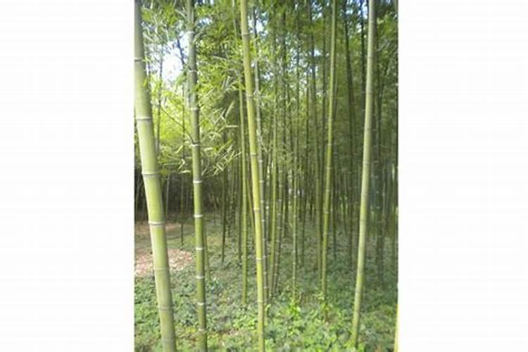 世界水溶肥前十品牌