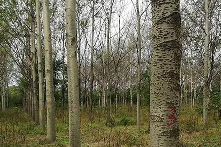 芝麻可以打磷钾叶面肥吗