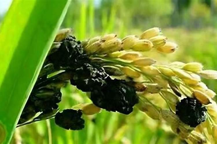 辣椒施底肥的正确方法