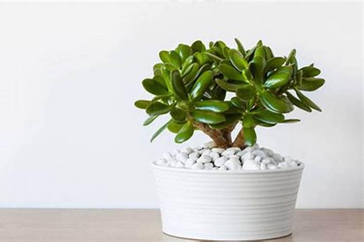 植物缺钙了会是什么样子的？