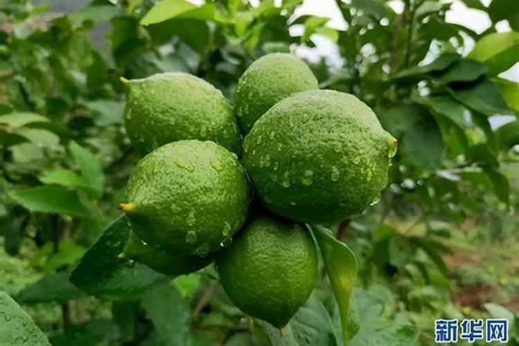 如何种植香水柠檬相关种植方法